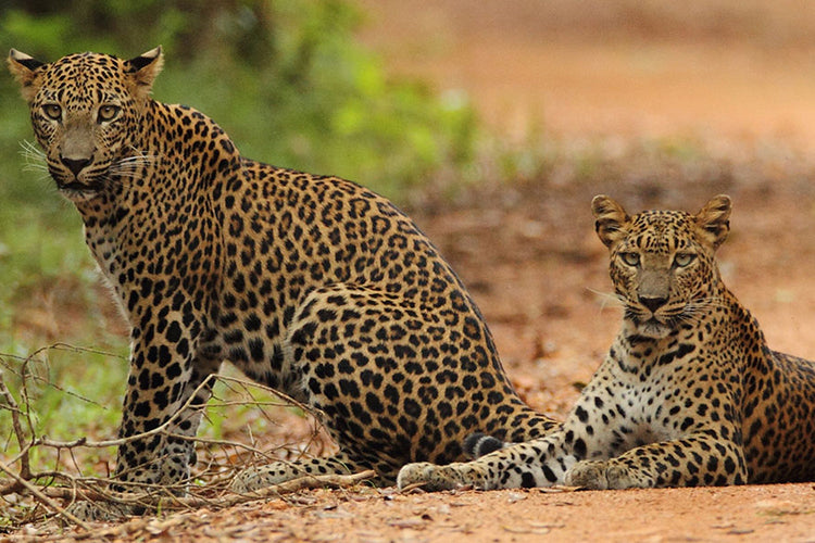 Leopard Watching