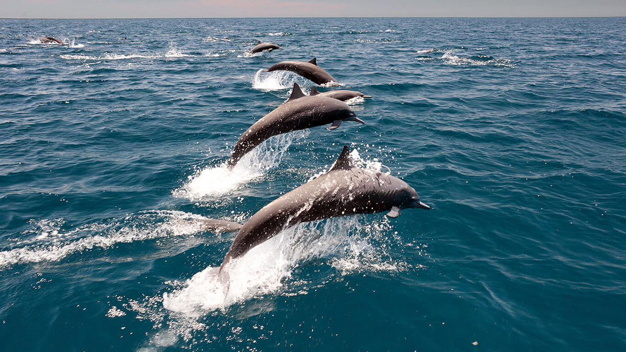 Dolphin Watching from Trincomalee