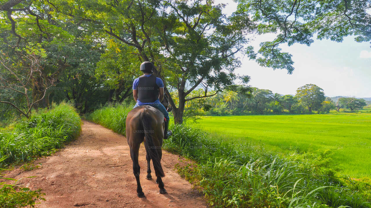 Horse-Riding from Negombo