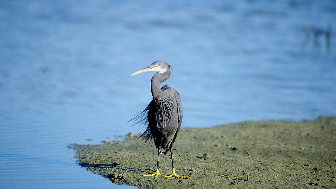 Birdwatching from Mannar