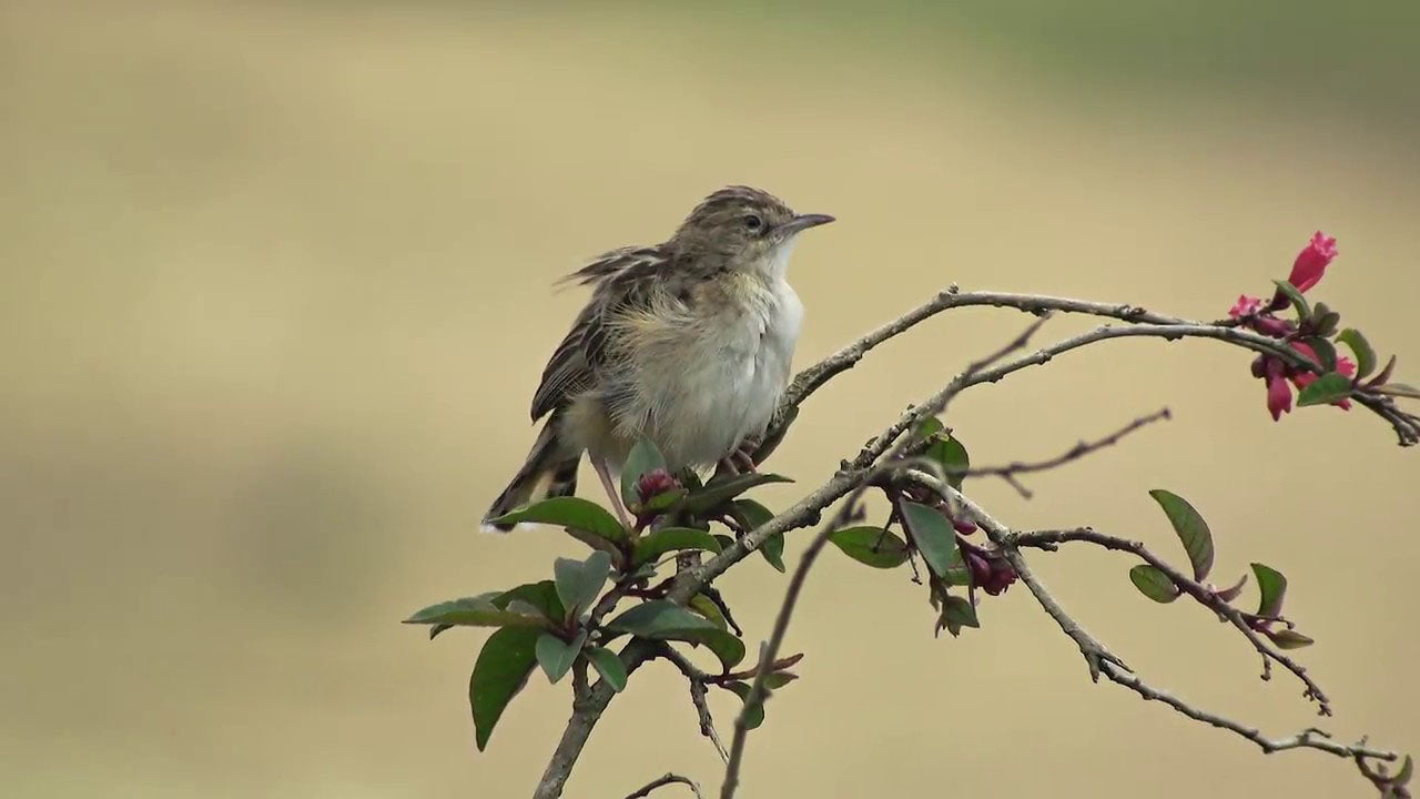 Birdwatching from Nuwara Eliya