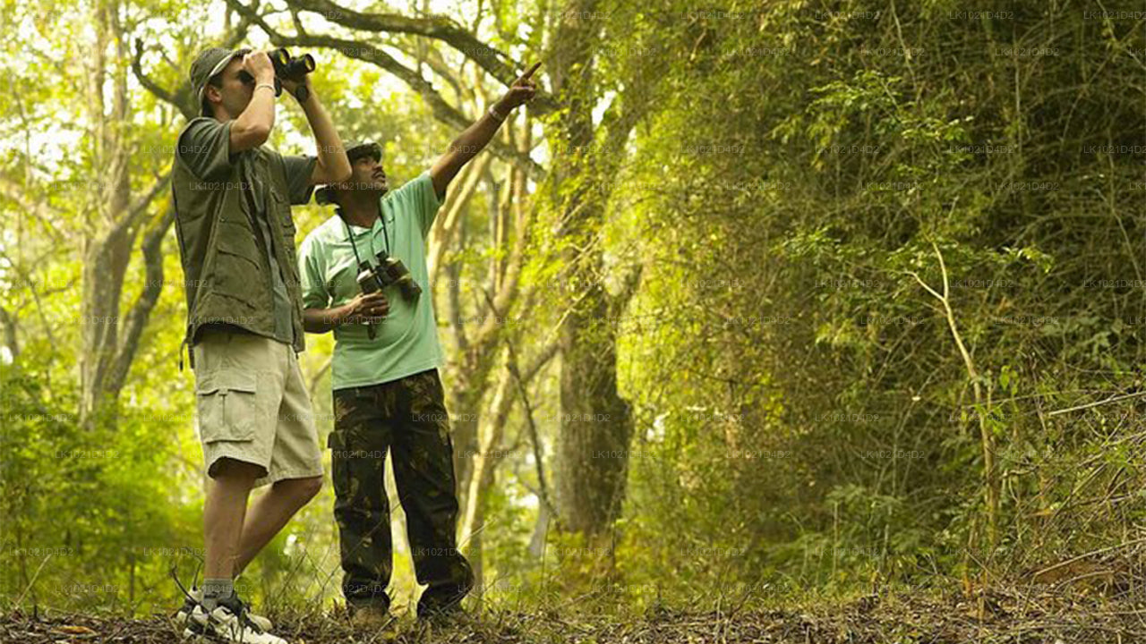 Rainforest Explorer from Bentota (2 Days)