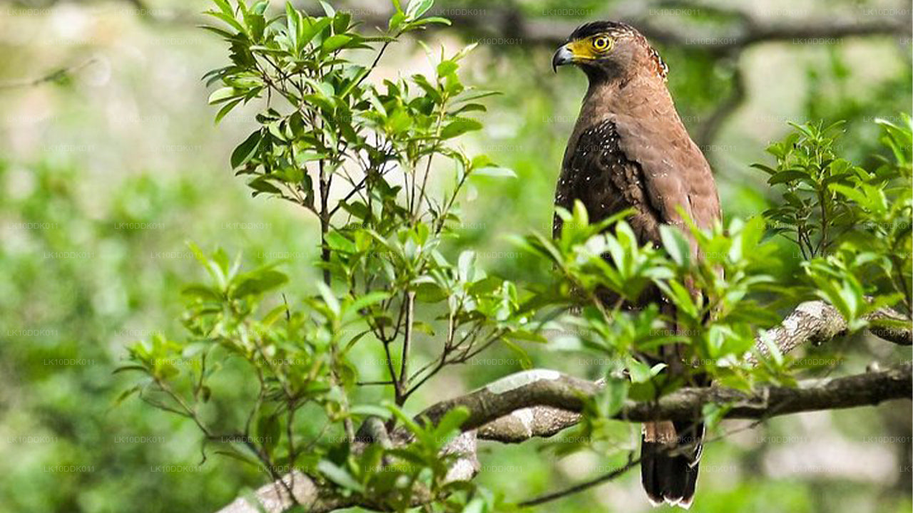 Tour della fauna selvatica che copre uccelli e mammiferi (14 giorni)