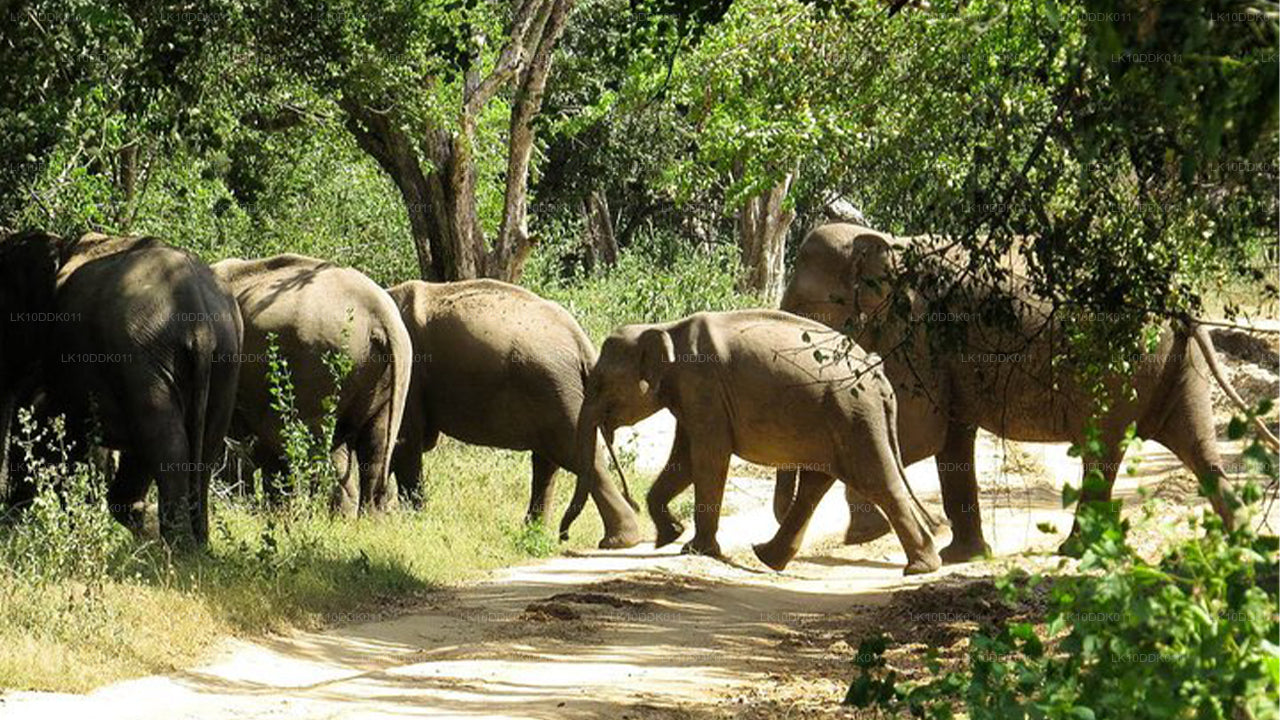 Tour della fauna selvatica che copre uccelli e mammiferi (14 giorni)