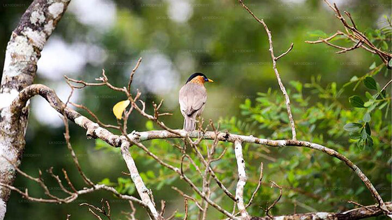 Tour della fauna selvatica che copre uccelli e mammiferi (14 giorni)