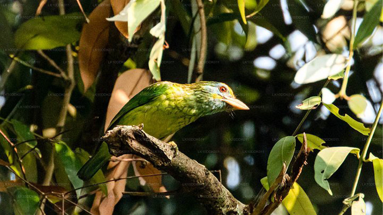 Tour della fauna selvatica che copre uccelli e mammiferi (14 giorni)