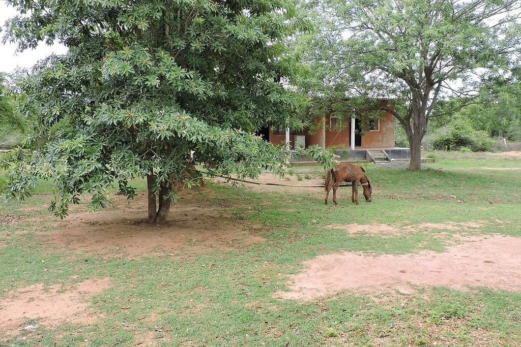 Resort Aranya, yala