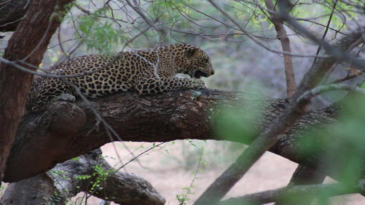 Safari nel Wadula - Yala, Kataragama