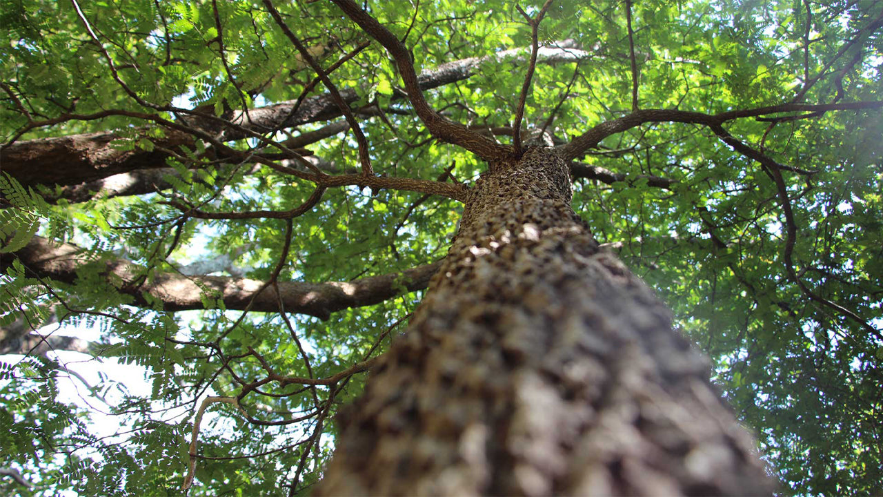 Arboreto di Popham, Dambulla