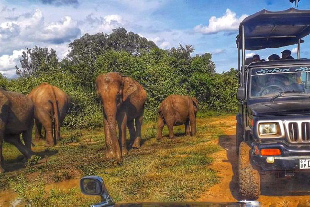 Elephants Fence Guest & Safari, Udawalawe