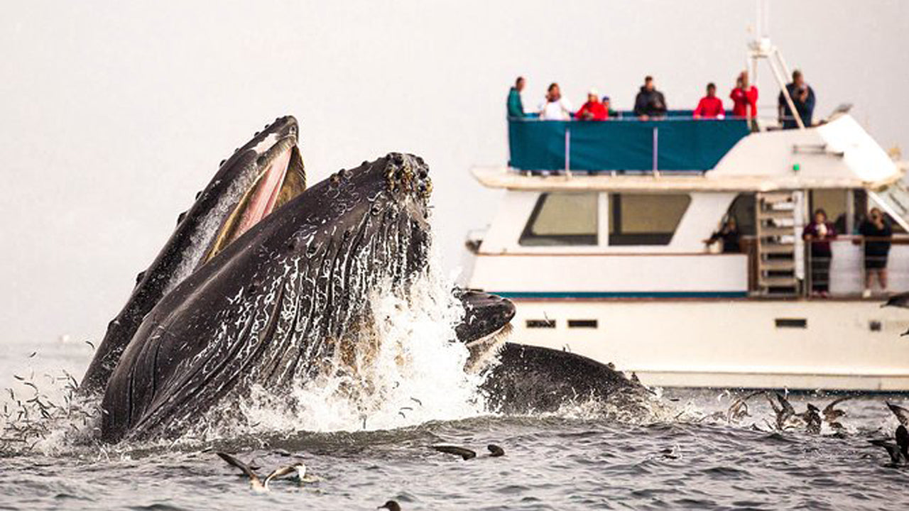 7 Hours Dolphin Watching Cruise From Colombo