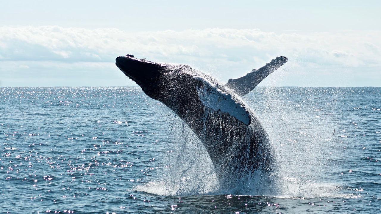 Whale Watching from Dikwella