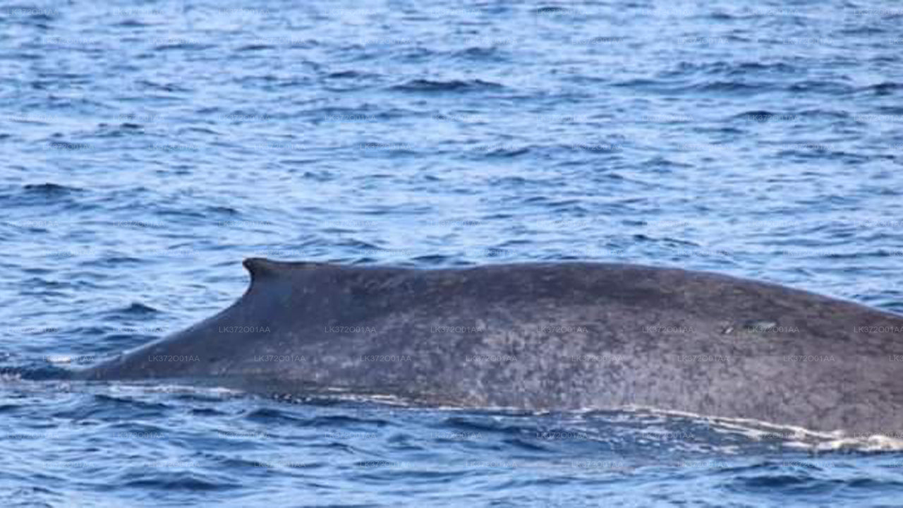 Tour in barca per osservare le balene a Mirissa