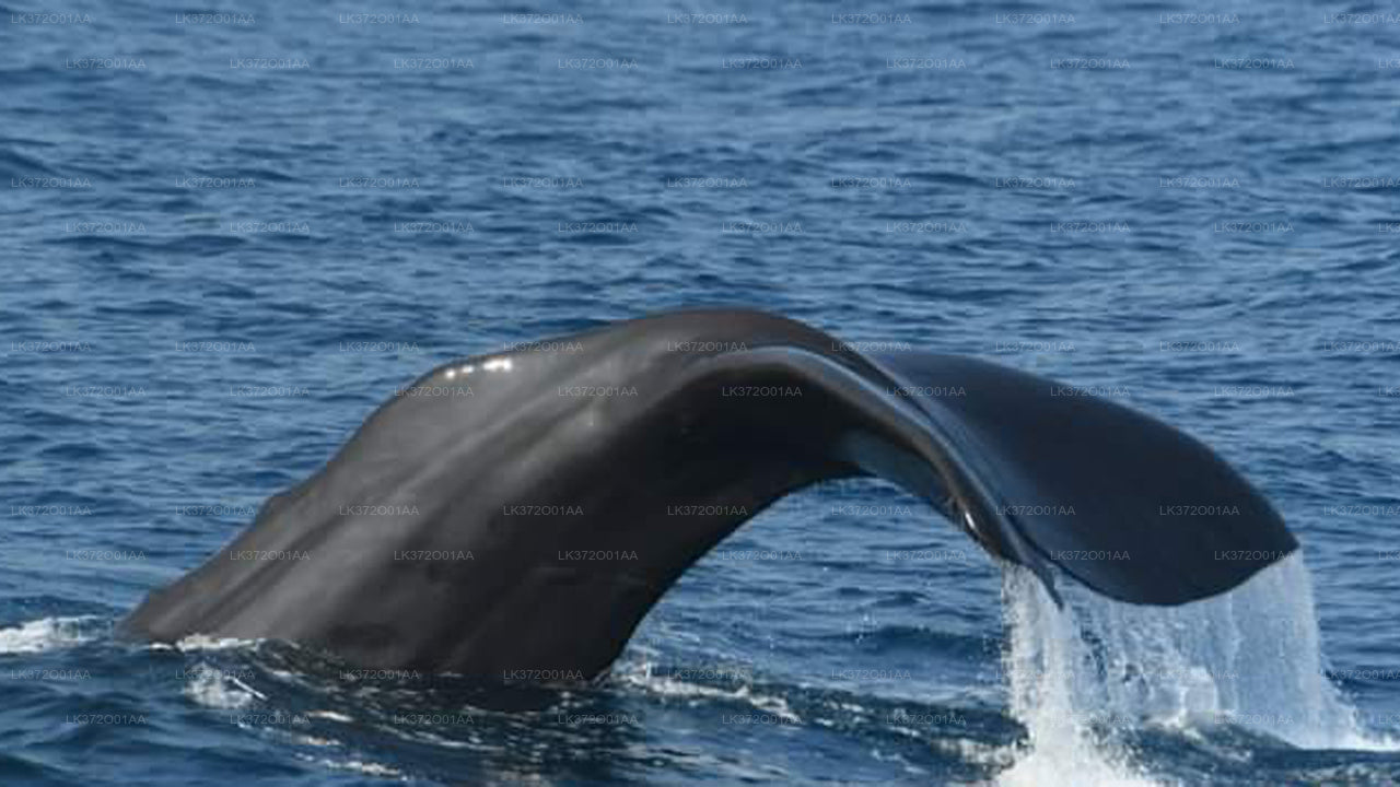 Tour in barca per osservare le balene a Mirissa