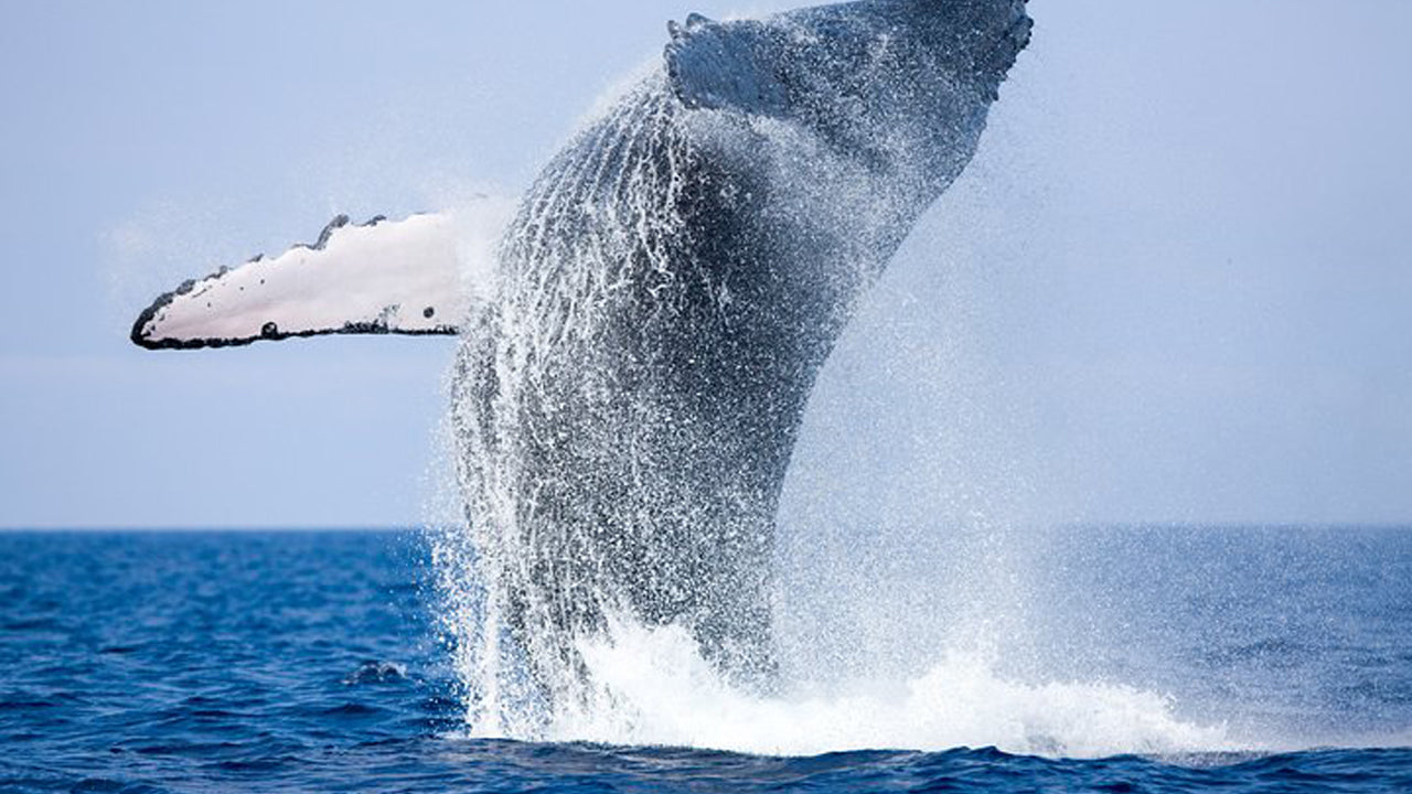 Crociera in yacht di 2 ore da Mirissa