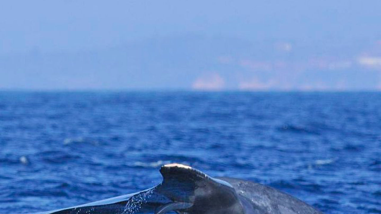 Crociera in yacht di 2 ore da Mirissa