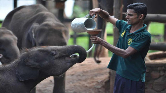 Safari al Parco Nazionale di Udawalawe con visita a domicilio con transito degli elefanti