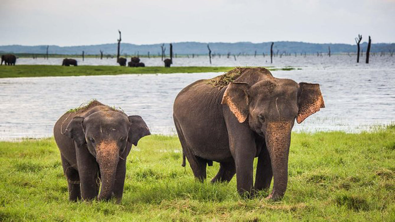 Safari al Parco Nazionale di Udawalawe con visita a domicilio con transito degli elefanti