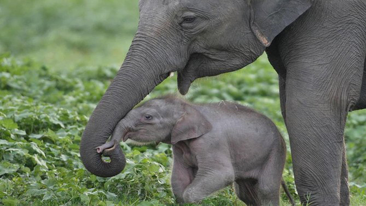 Safari al Parco Nazionale di Udawalawe con visita a domicilio con transito degli elefanti