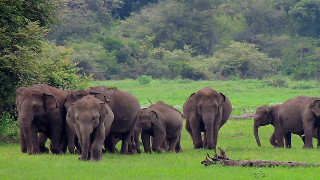 Safari al Parco Nazionale di Udawalawe con visita a domicilio con transito degli elefanti