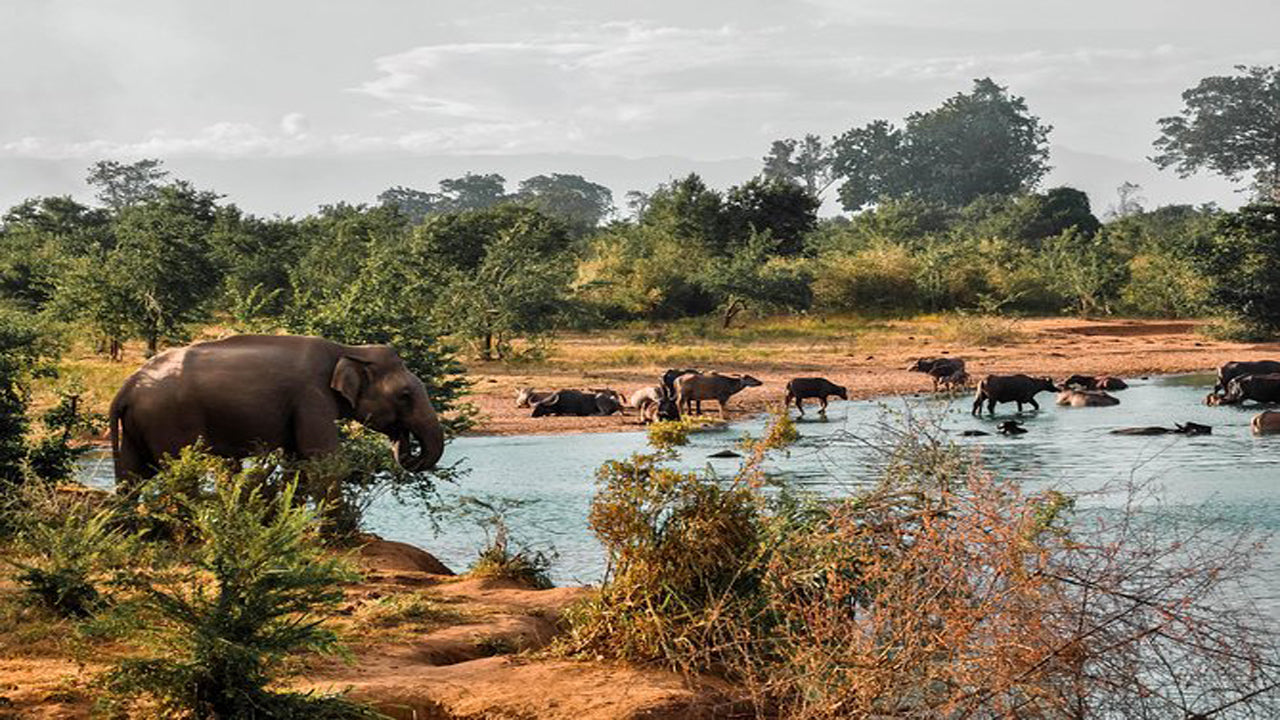 Safari al Parco Nazionale di Udawalawe con visita a domicilio con transito degli elefanti