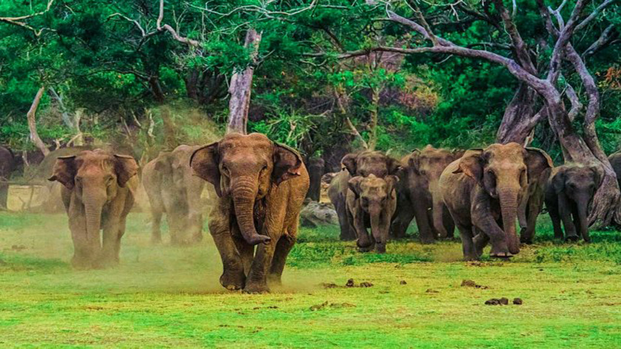 Safari al Parco Nazionale di Udawalawe con visita a domicilio con transito degli elefanti