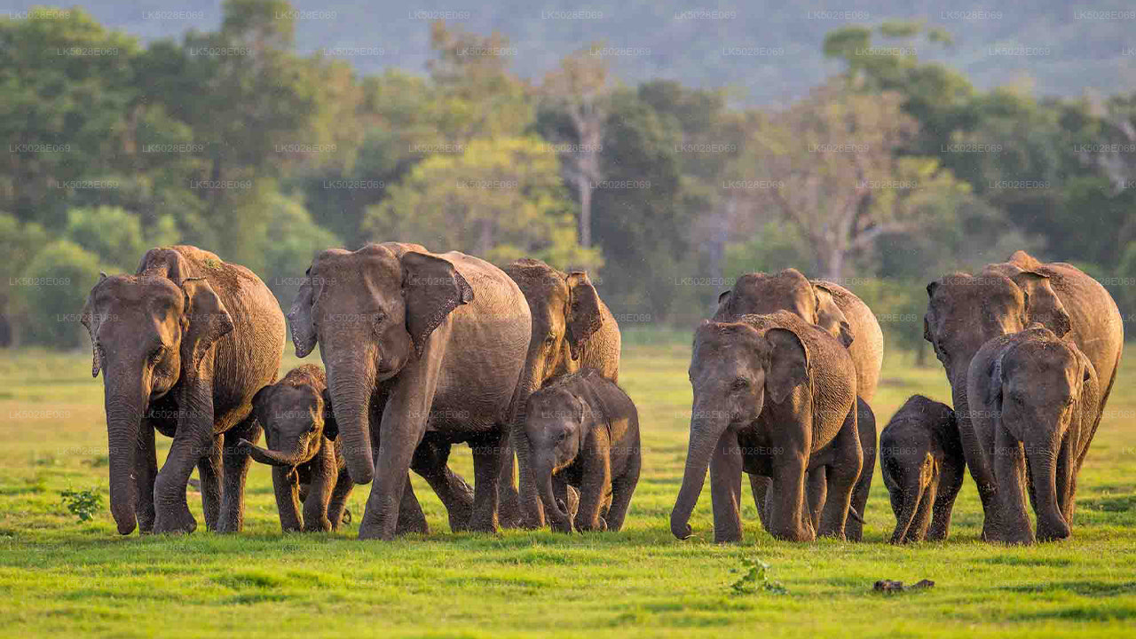 Safari privato alla scoperta del Grande Elefante da Minneriya