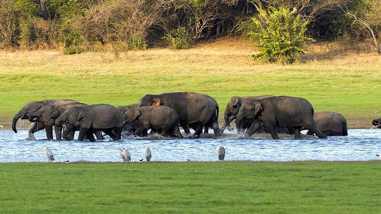 Safari privato al Parco Nazionale di Kaudulla da Habarana con jeep e biglietti (3 ore)