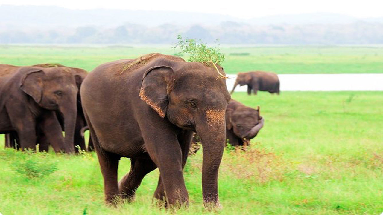 Safari privato al Parco Nazionale di Kaudulla da Habarana con jeep e biglietti (3 ore)