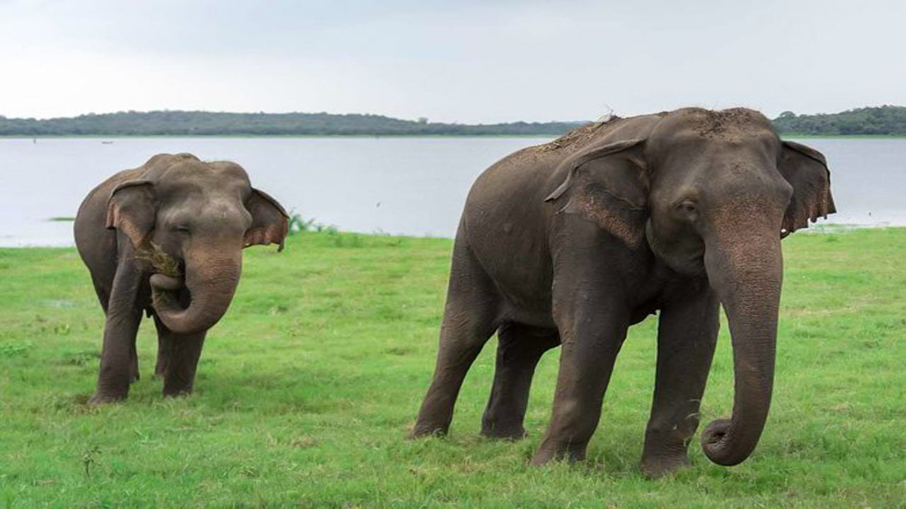 Safari privato al Parco Nazionale di Kaudulla da Habarana con jeep e biglietti (3 ore)