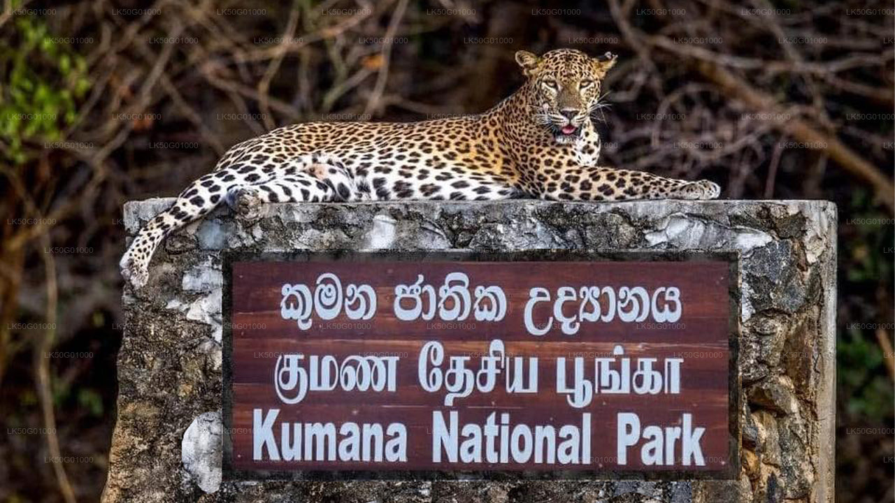 Safari privato nel Parco Nazionale di Kumana