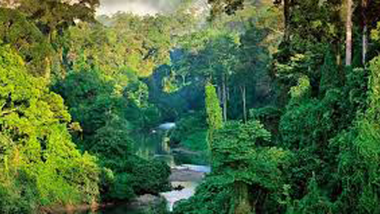 Sinharaja Rainforest from Galle