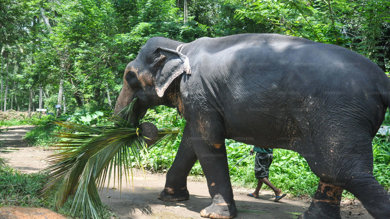 Visita della Millennium Elephant Foundation da Kitulgala