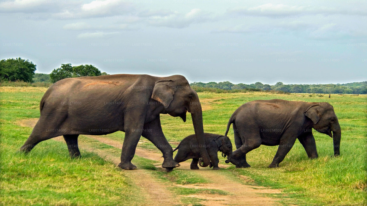 Safari nel Parco Nazionale di Minneriya da Kitulgala