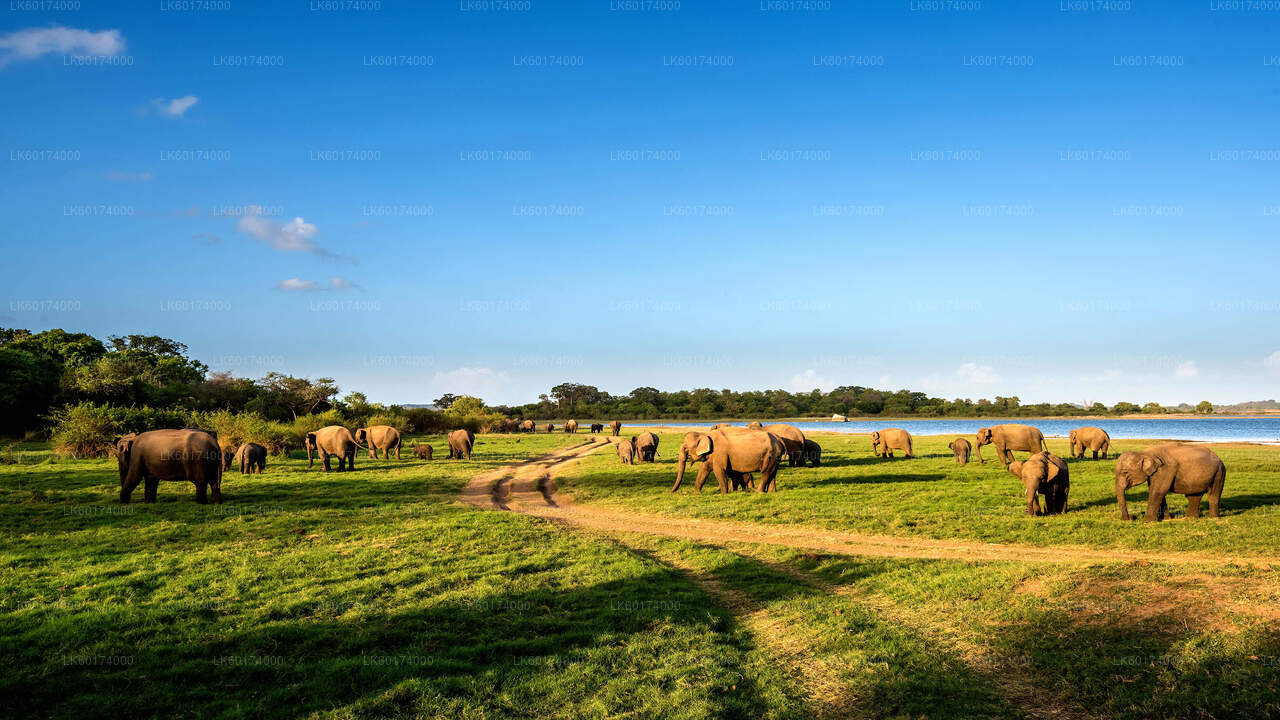 Safari nel Parco Nazionale di Minneriya da Kitulgala