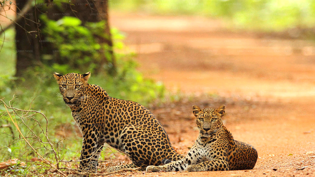 Safari nel Parco Nazionale di Wasgamuwa da Kandy