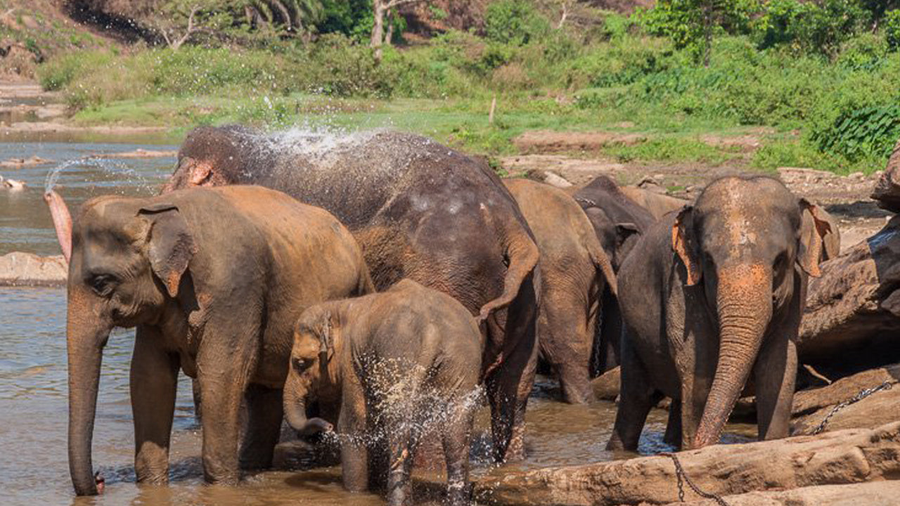 Safari alla Roccia di Sigiriya e all'elefante selvatico da Sigiriya