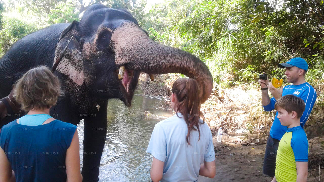 Safari a dorso di elefante da Habarana