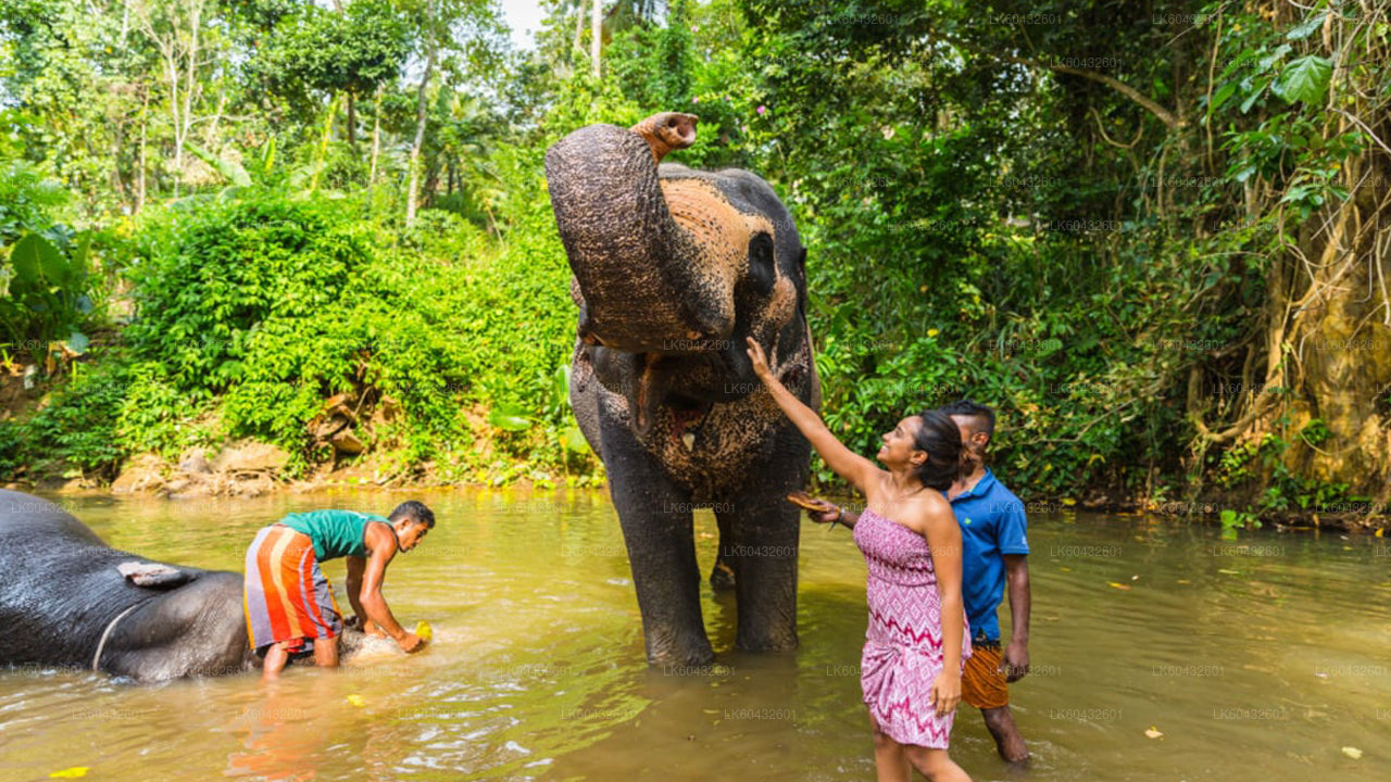 Pinnawala Millennium Elephant Foundation from Kandy