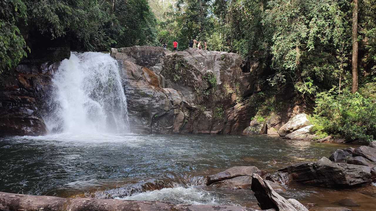 Explore Sinharaja rainforest (Half Day)