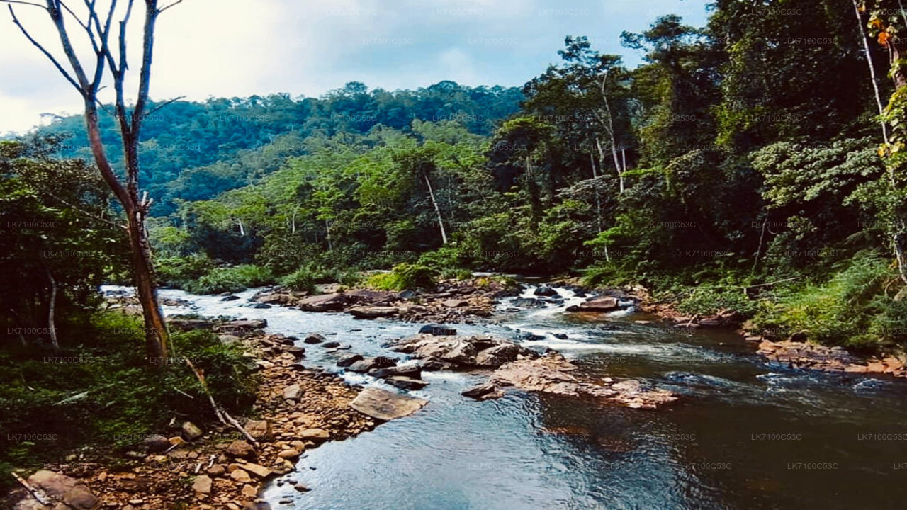 Sinharaja Forest Reserve Entrance Tickets