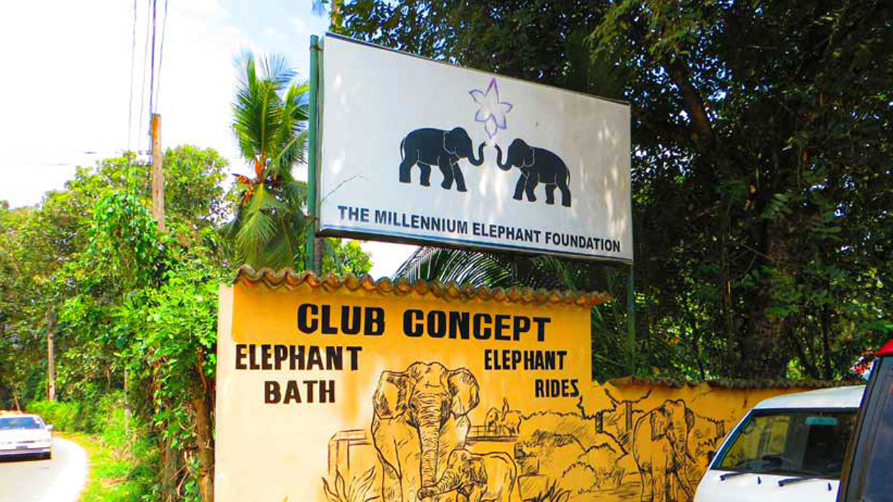 Biglietti d'ingresso alla Millennium Elephant Foundation