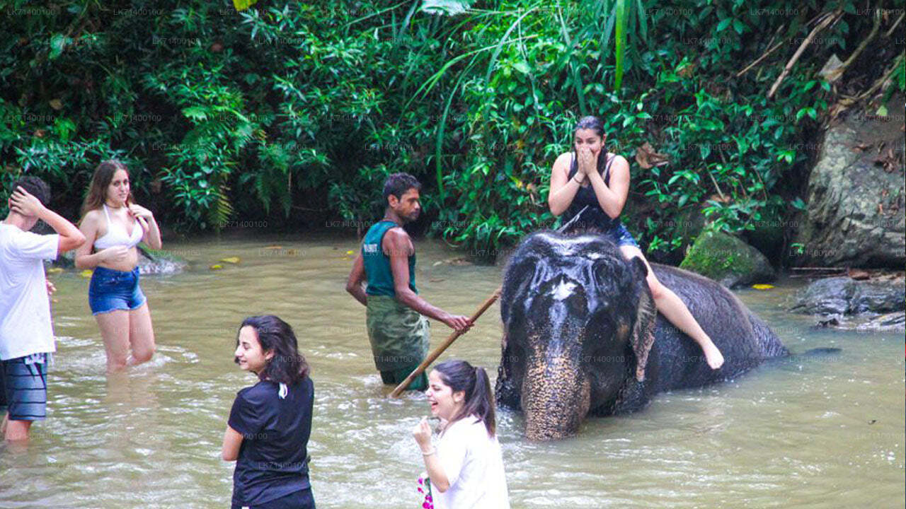 Biglietti d'ingresso alla Millennium Elephant Foundation