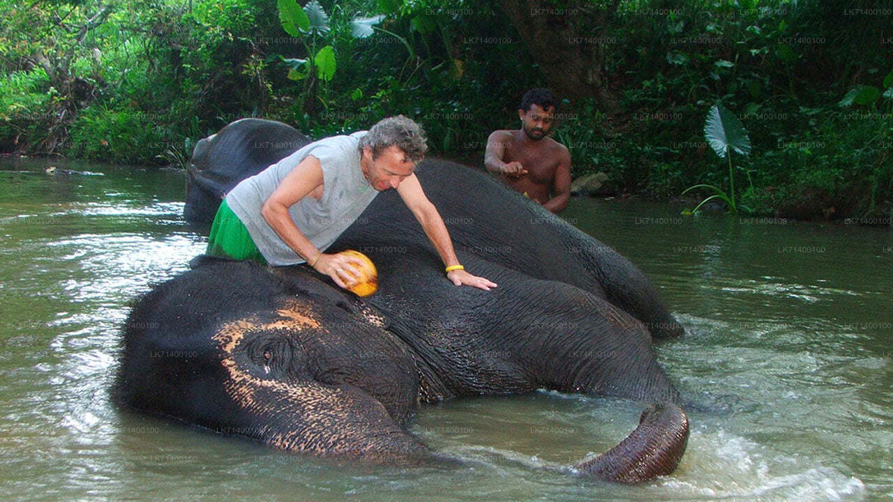 Biglietti d'ingresso alla Millennium Elephant Foundation