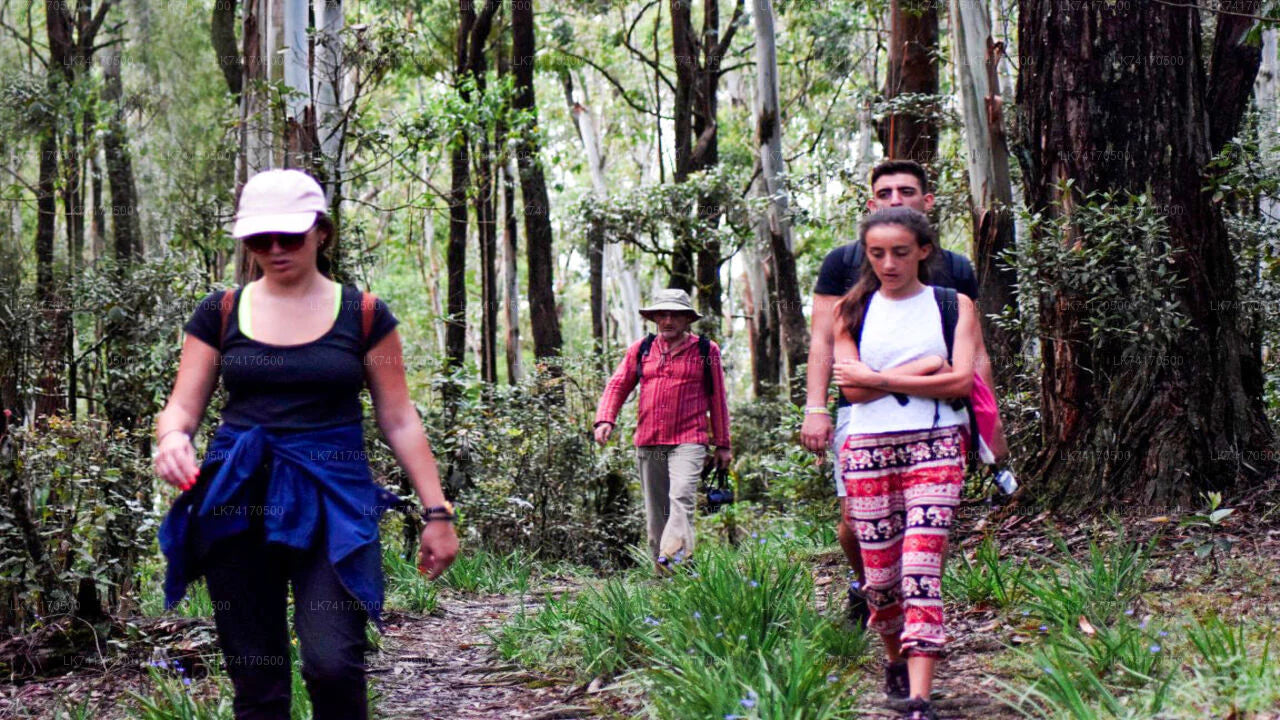 Trekking al villaggio di Heeloya da Kandy