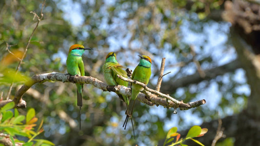 Osservazione degli uccelli nella zona umida di Thalangama dal Monte Lavinia
