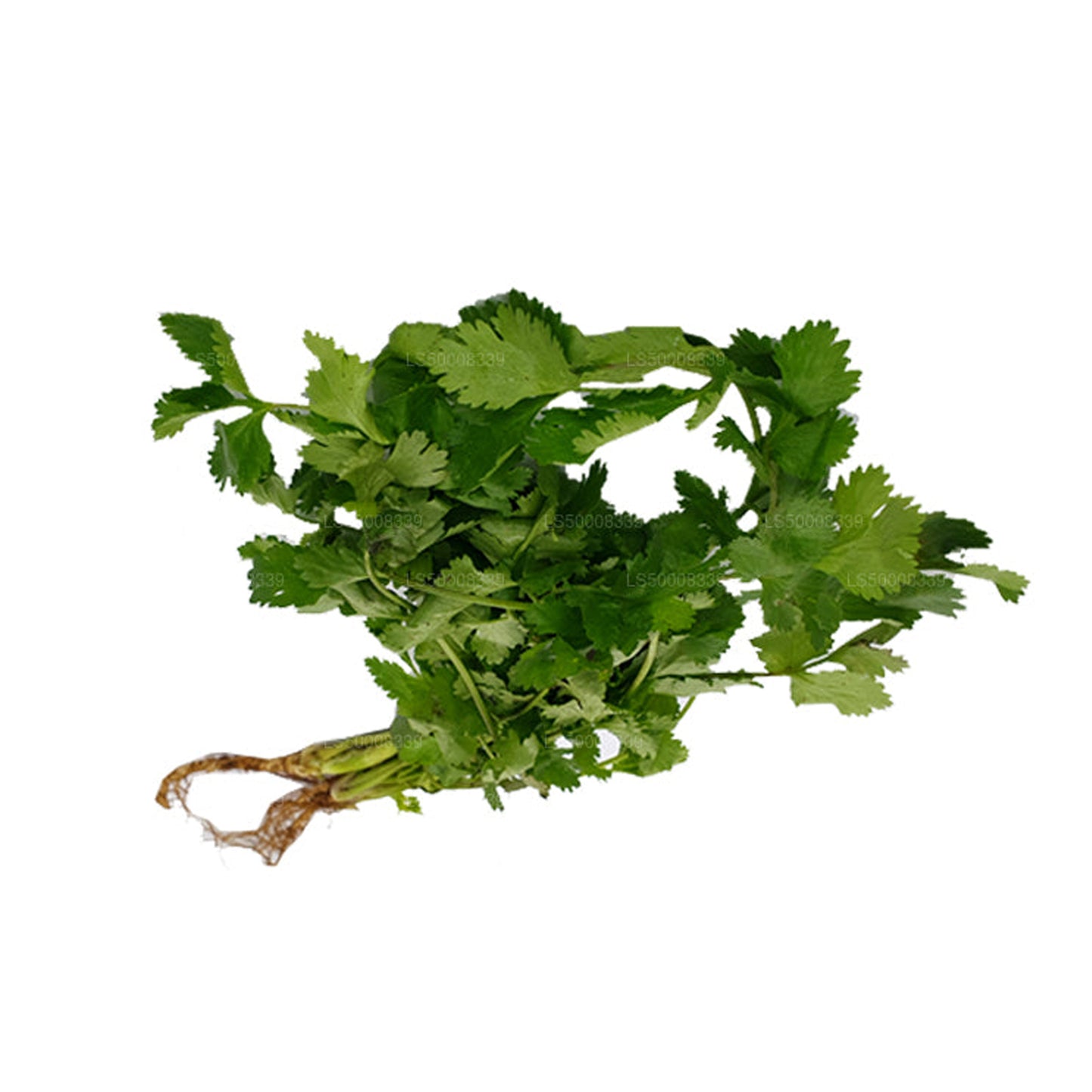 Coriander Leaves (කොත්තමල්ලි කොළ) (100g)