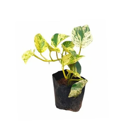 Golden Pothos Money Plant Fiore e pianta esotica