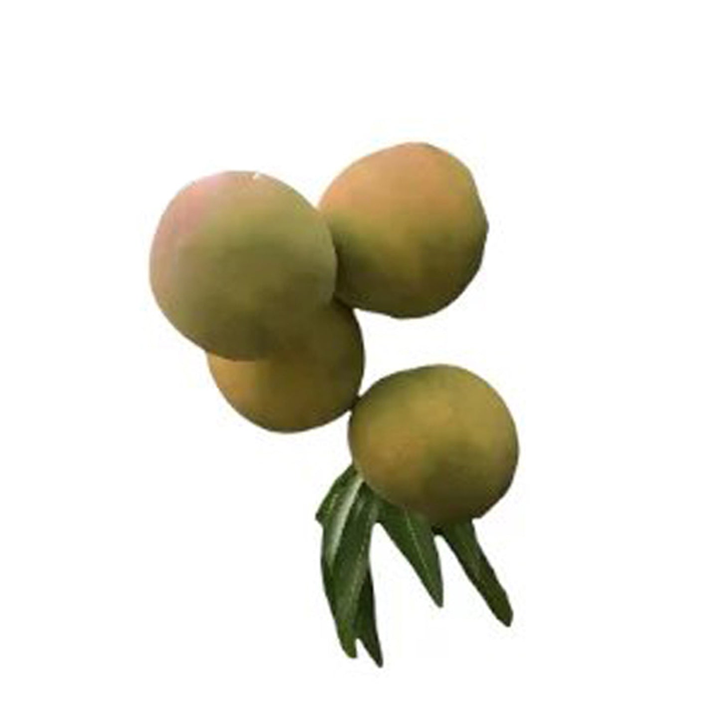 Rumani Mango (රුමානි අඹ බද්ධ) Fruit Plant