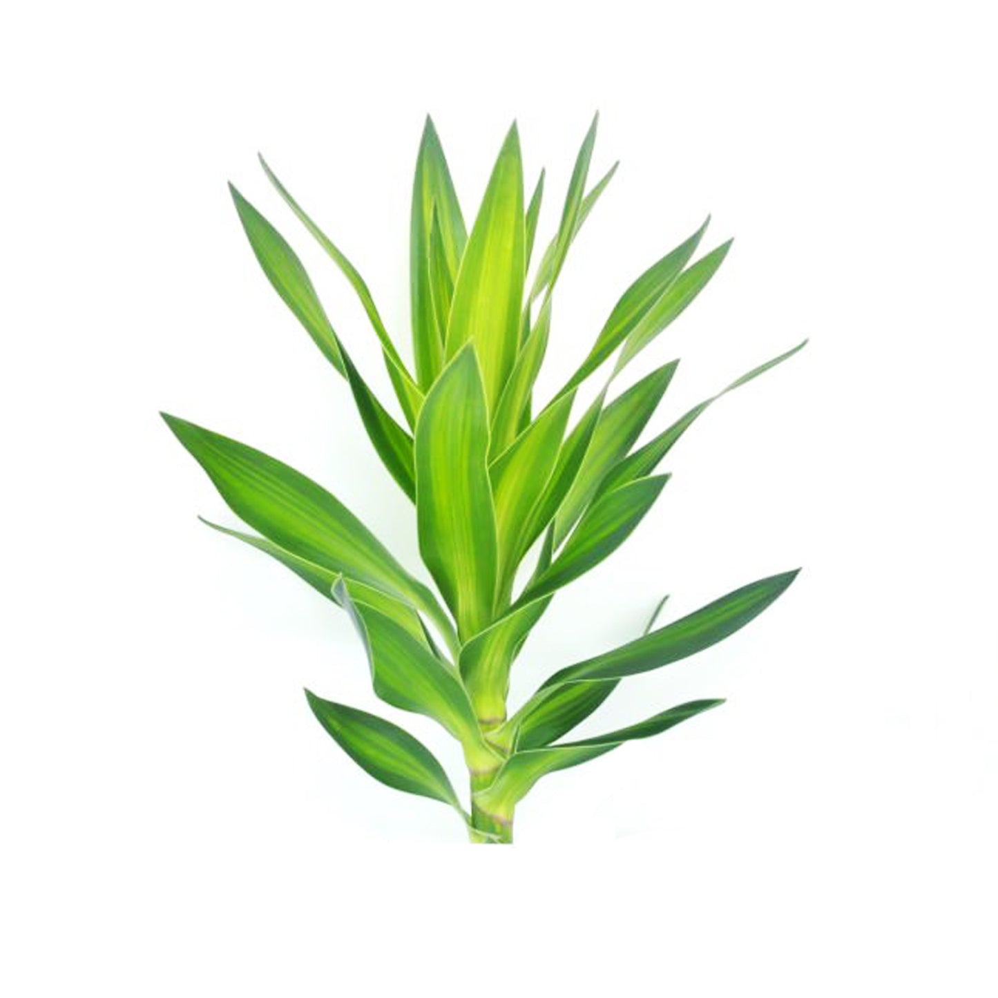 Lakpura Dracaena Reflexa 'Green' (50 foglie) media